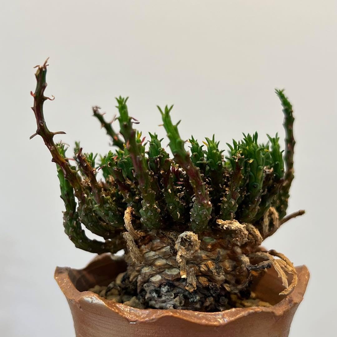 現品　フィカス　ゴムの木　グランディス　ブラウン　33番　曲がり　希少　観葉植物 現品 フィカス ゴムの木 グランディス ブラウン 33番 曲がり